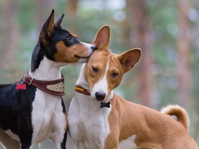 Basenji