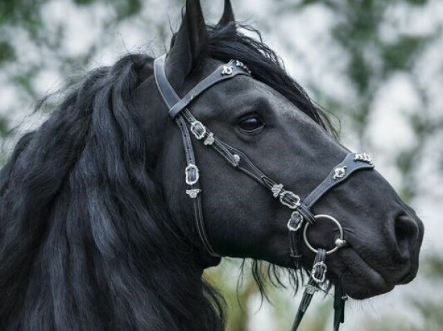 Cavalos são lindos