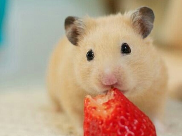 Hamster