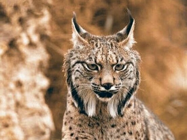 Lince