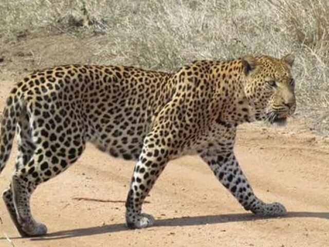 Leopardo