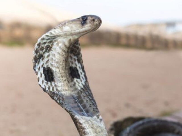 Cobra๐