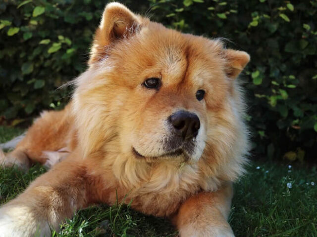 chow chow