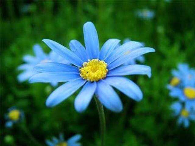 Flor azul