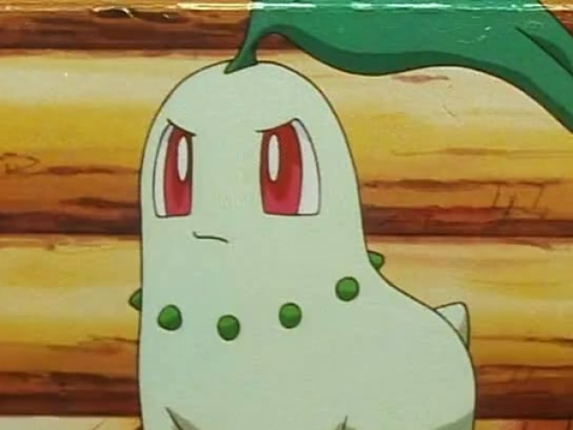 Chikorita
