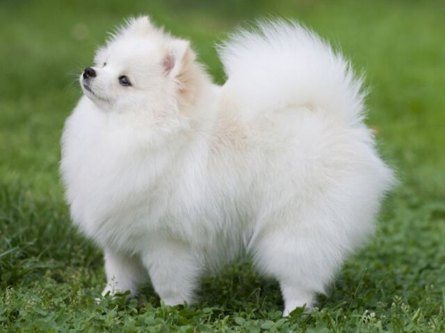 Lulu-da-Pomerania