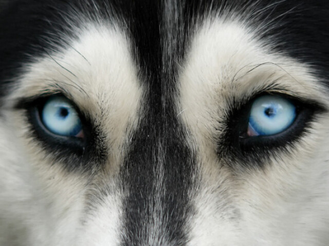 Lobo protetor
