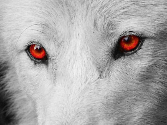 Lobo alfa