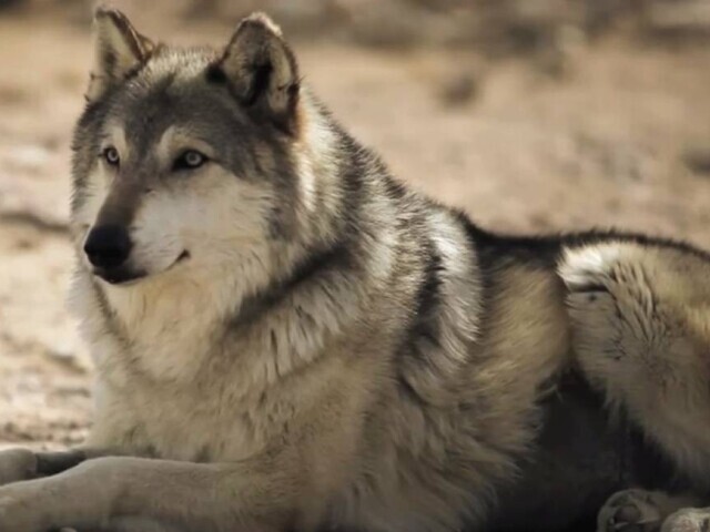 Lobo ganancioso