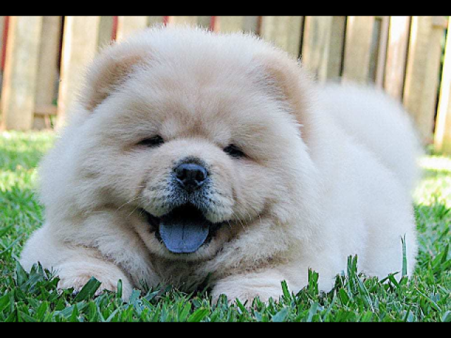 Chow-chow