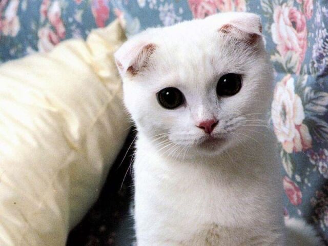 scottish fold