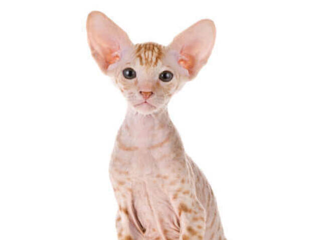 peterbald