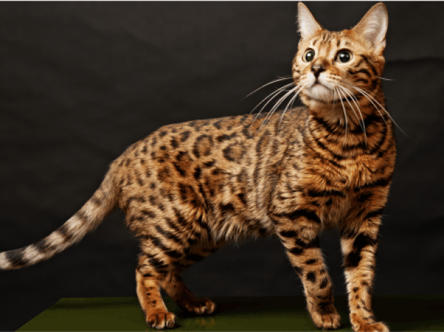 bengal