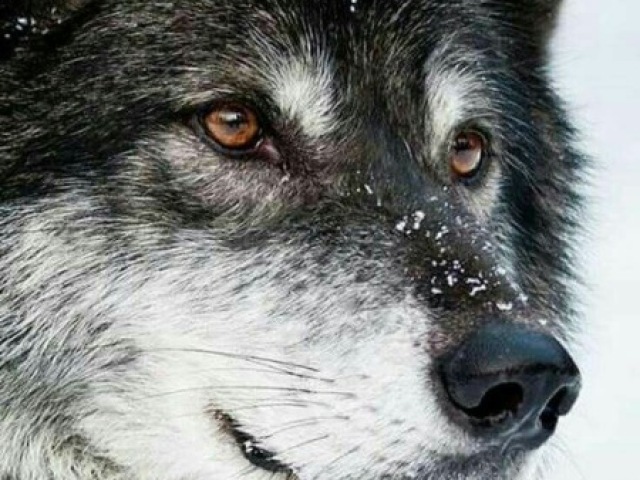 •Um lobo!