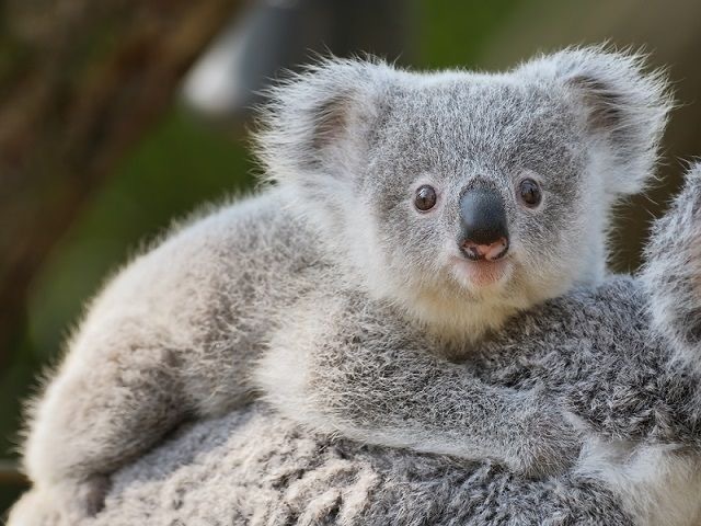 •Um koala!