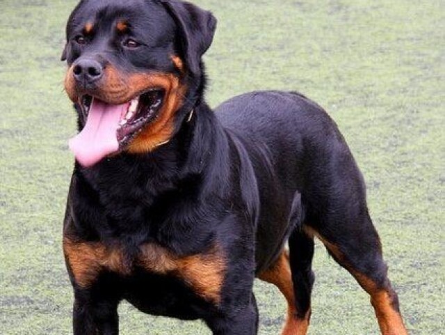 Rottweiler