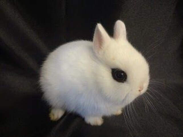 Dwarf Hotot