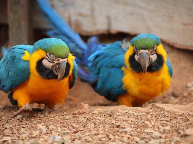 Arara