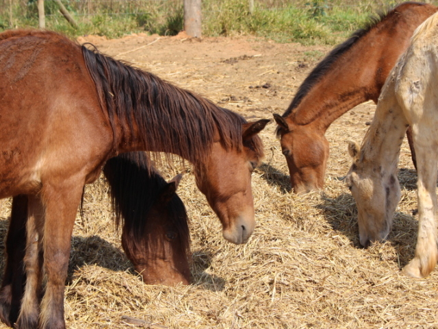 Cavalo