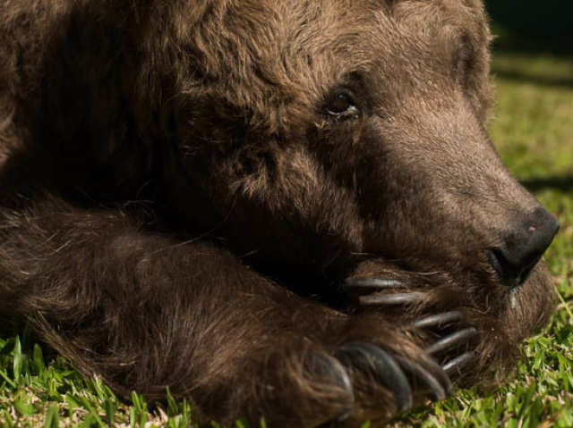 Urso