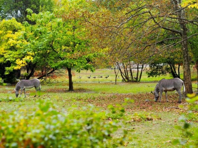 um zoológico, amamos ver a natureza... 😗