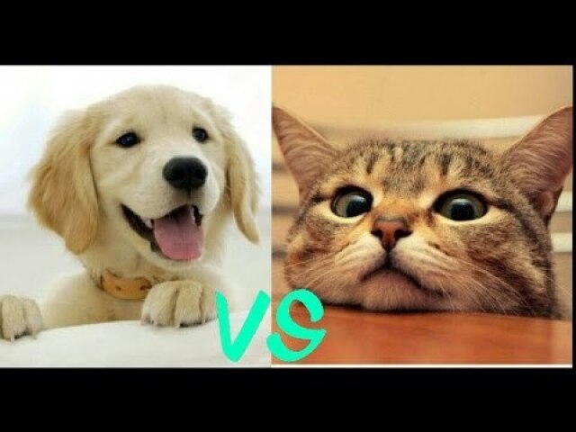 Você seria gato ou cachorro?