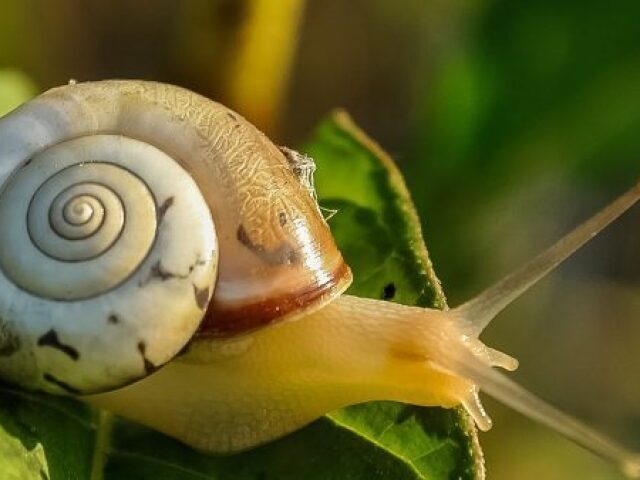 Caracol