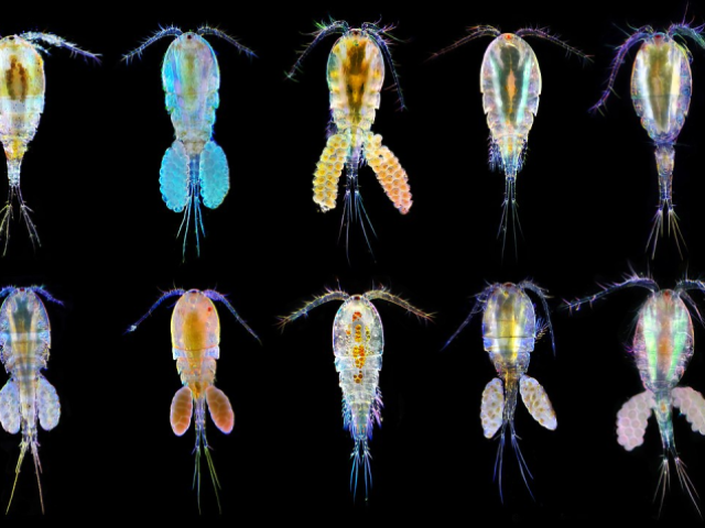 Copepode planctonio