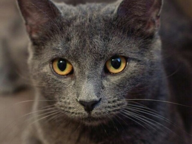 Gato