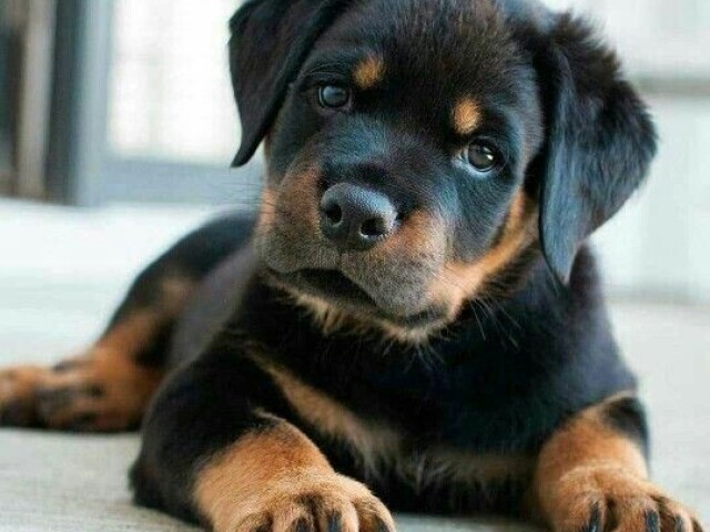 Cachorro
