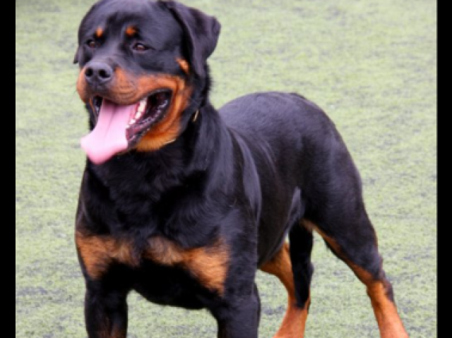 Rottweiler