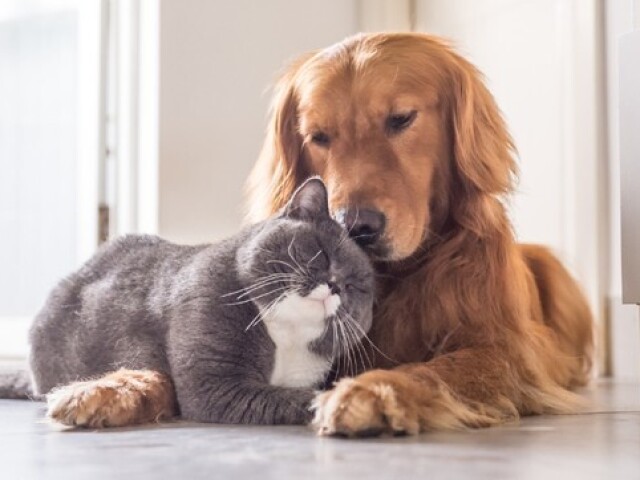 Você seria cachorro ou gato?