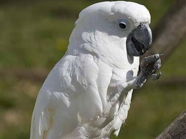 Cacatua