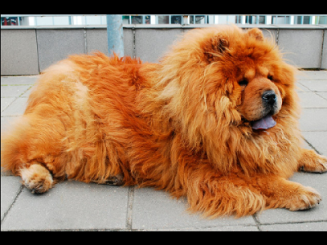 Chow chow