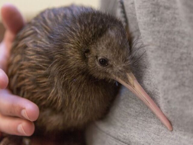 kiwi