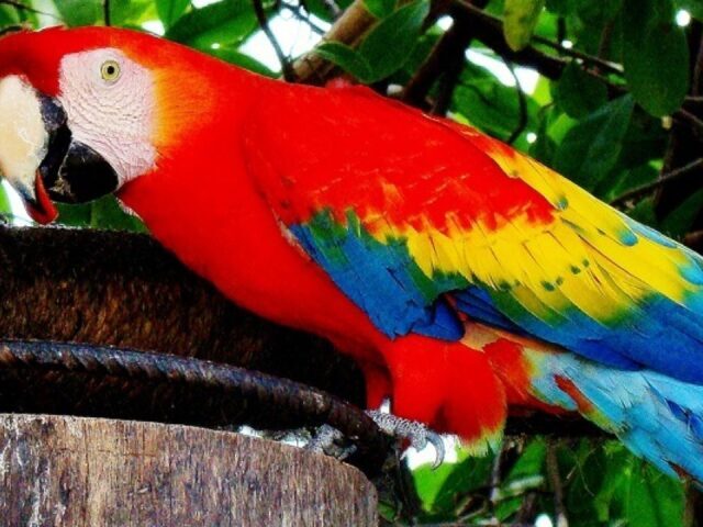 Arara