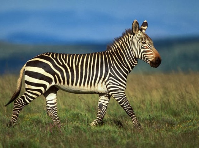 Zebra