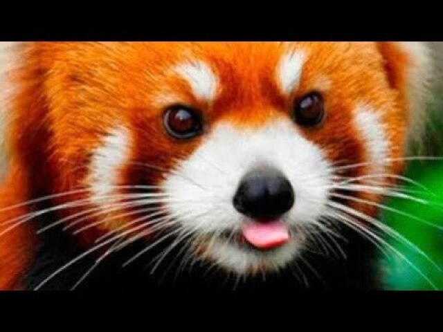 Panda Vermelho