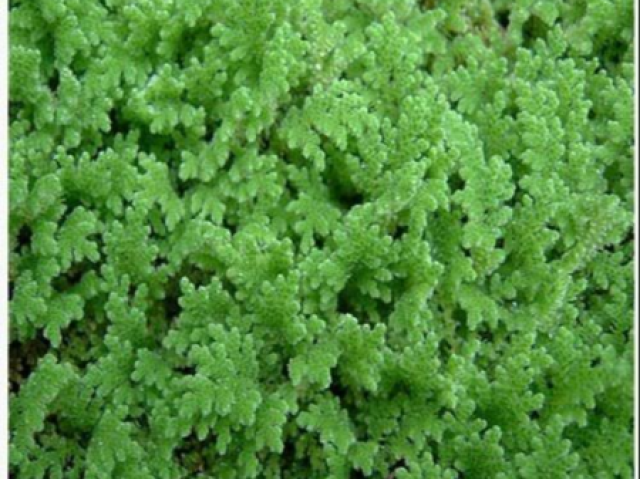 Azolla