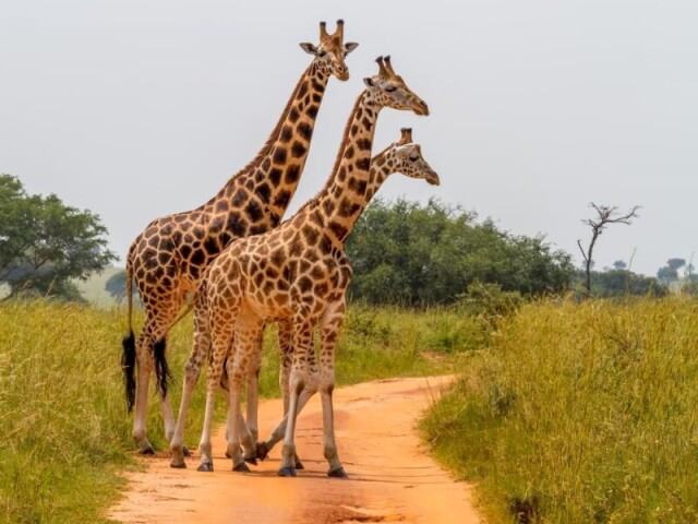 Girafas