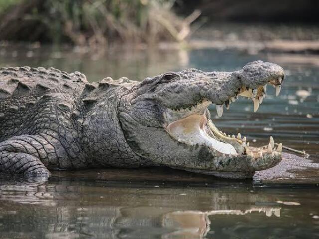 Crocodilo