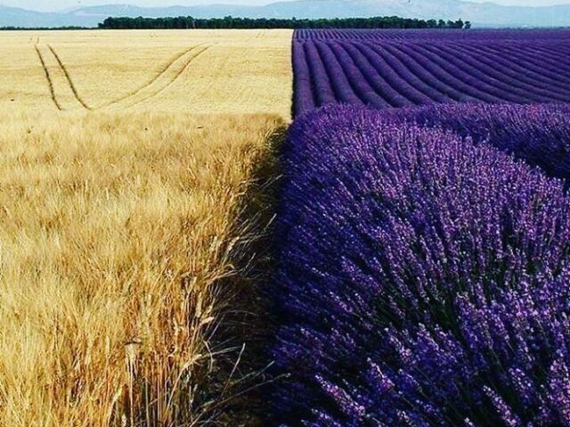 trigo e lavanda juntos