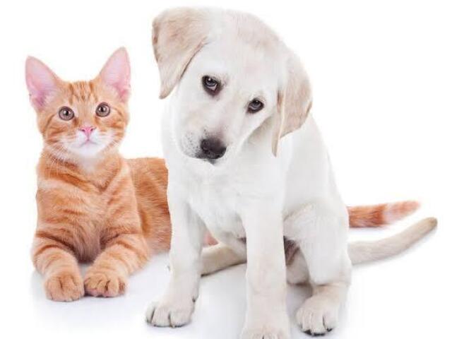 Você é gato ou cachorro?