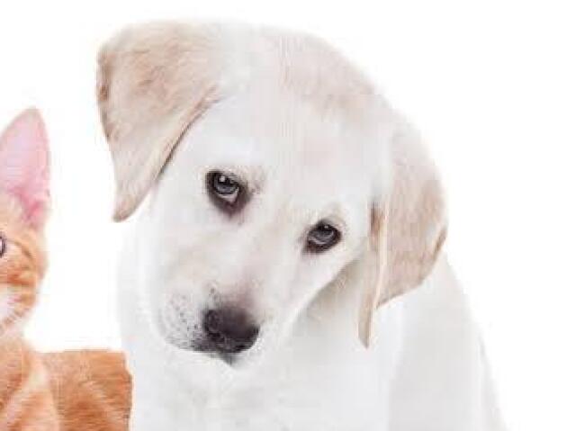 Cachorrinho