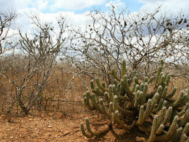 Cerrado, Amazônia e Pantanal