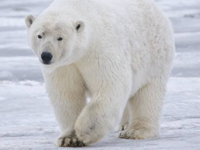 Urso polar