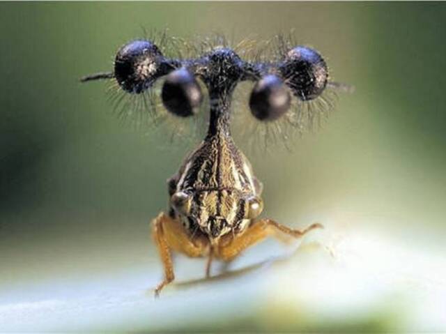 Inseto helicóptero