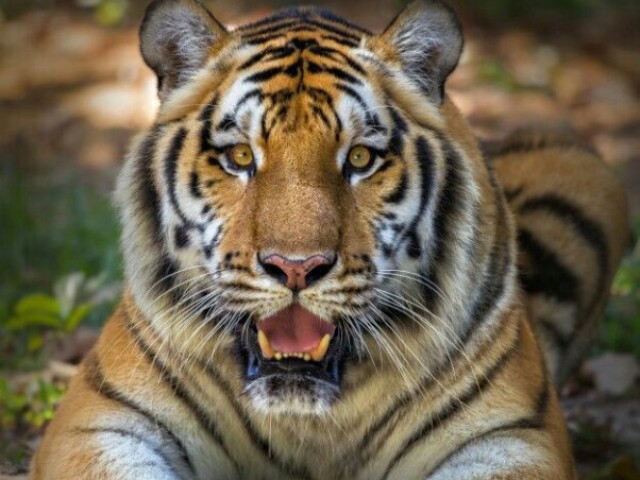 Tigre