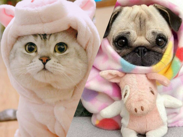Você é mais gato ou cachorro?