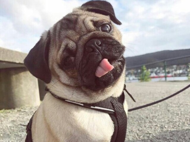 Pug